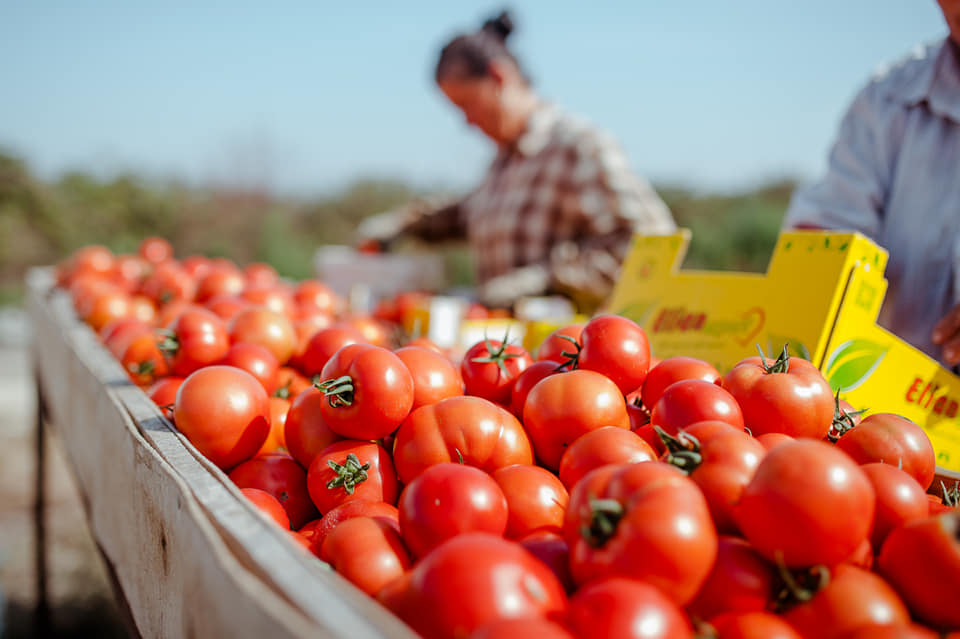 Agricultural exports from Albania increase by 19% in 2024