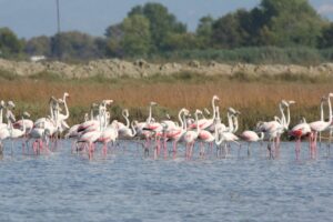 Flamingos return to Pogradec