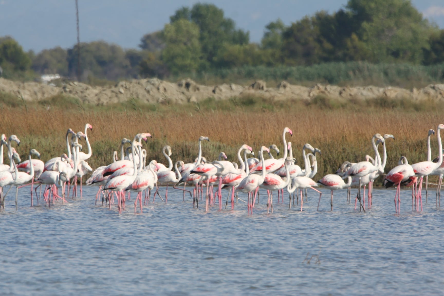 Flamingos return to Pogradec amid Albania’s conservation efforts