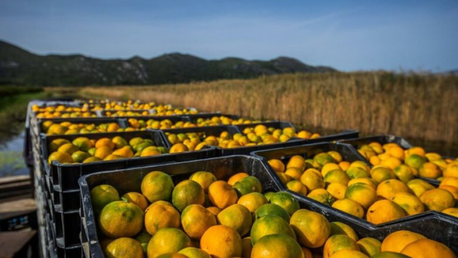 Scandal: pesticide-contaminated mandarins sold in Albanian markets