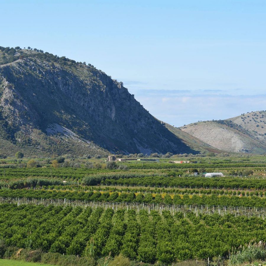 Albanian agriculture shows solid growth in 2024, livestock lags behind