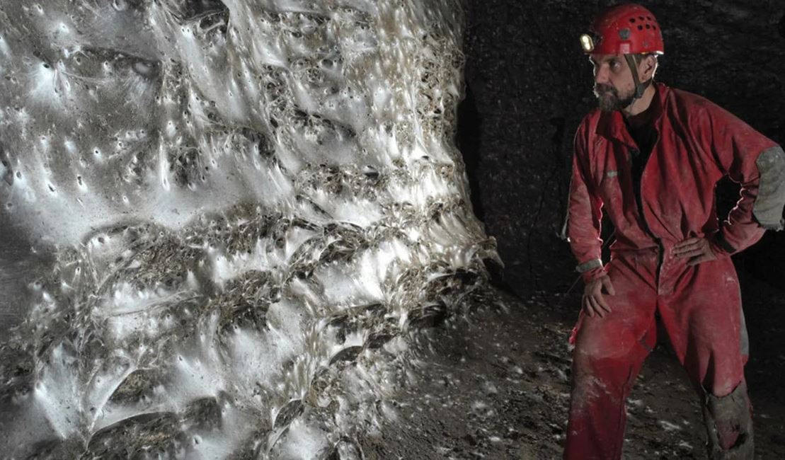 World’s largest spider web discovered on Albania-Greece border